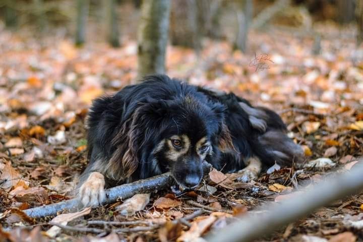 Został adoptowany jako szczeniak i oddany jakoś dorosły psiak...