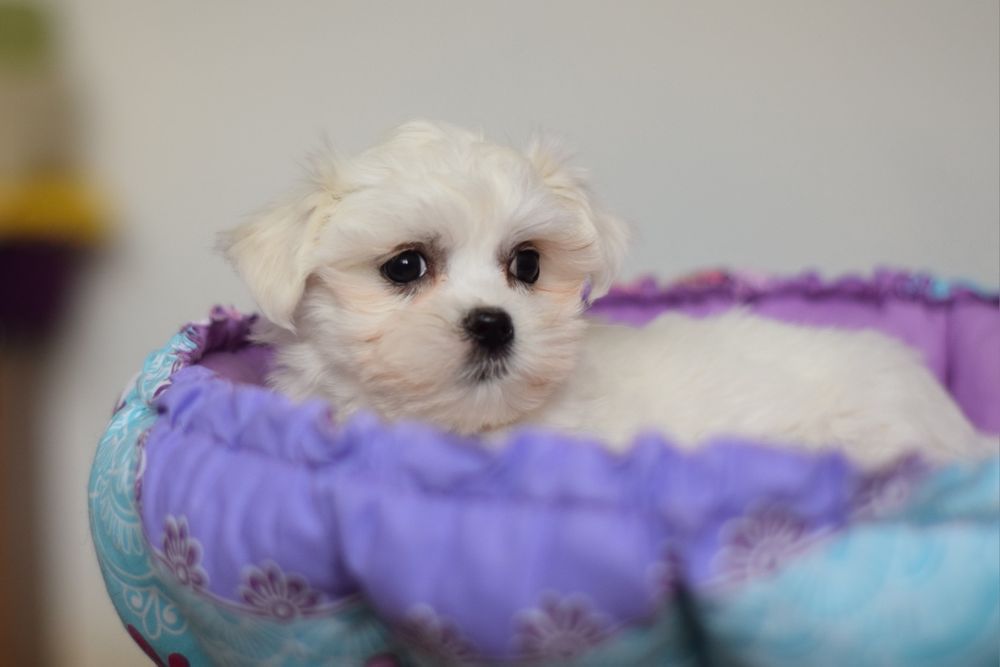 Лагідна дівчинка.  Мальтійська болонка.