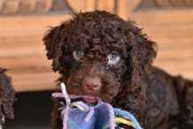 Lagotto Romagnolo FCI, Miło nam poinformować, tylko 2 szukaja domku
