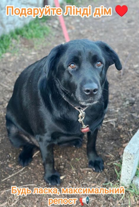 Метис лабрадора! Терміново потрібна сім'я!