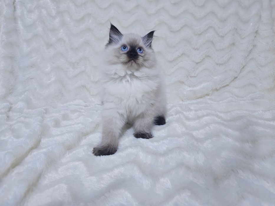 Koteczka Ragdoll (kocięta Ragdoll)