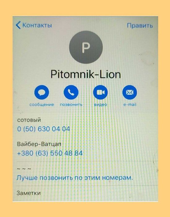 Котята Шотландской породы.