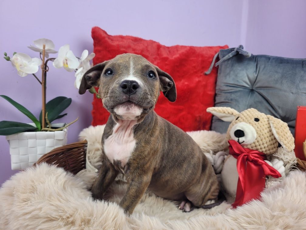 Rodzinna suczka amstaff!