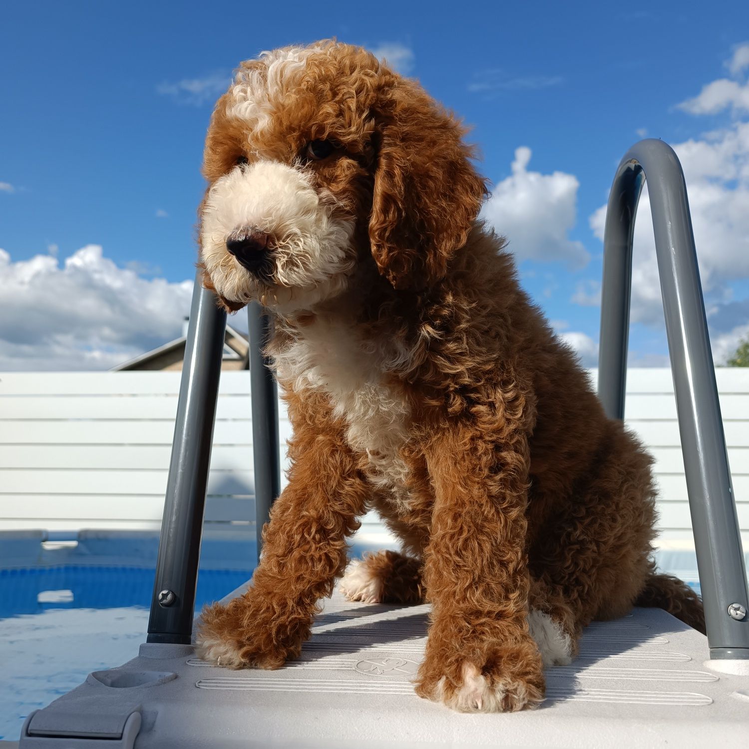 Ексклюзив. Хлопчик Goldendoodle F1b. Київ