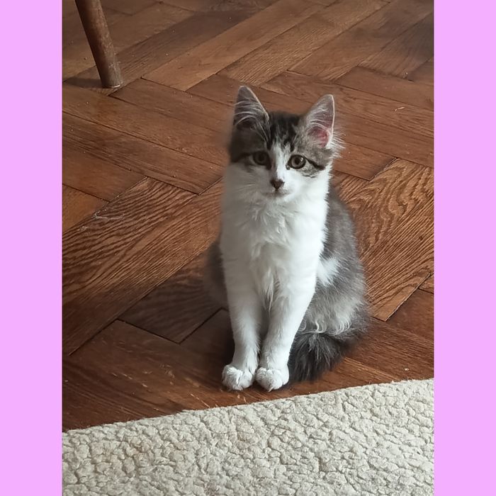 Kociczka, 3 miesięczna, adopcja za darmo oddam