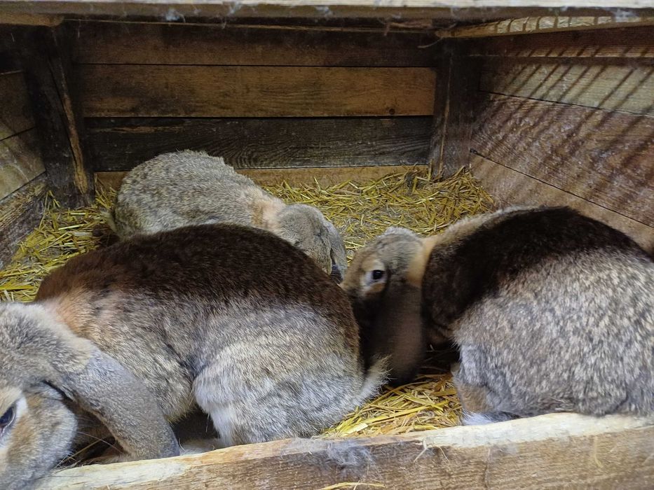 Mam do sprzedania samce