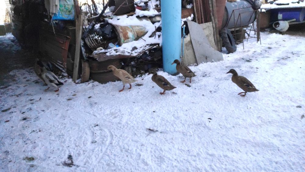 Індійський бігунок дорослі качки пара