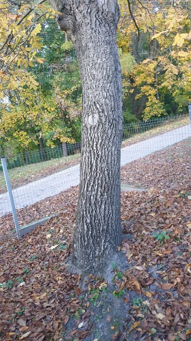 Oddam za wycinkę dwa drzewa:  jesion i orzech