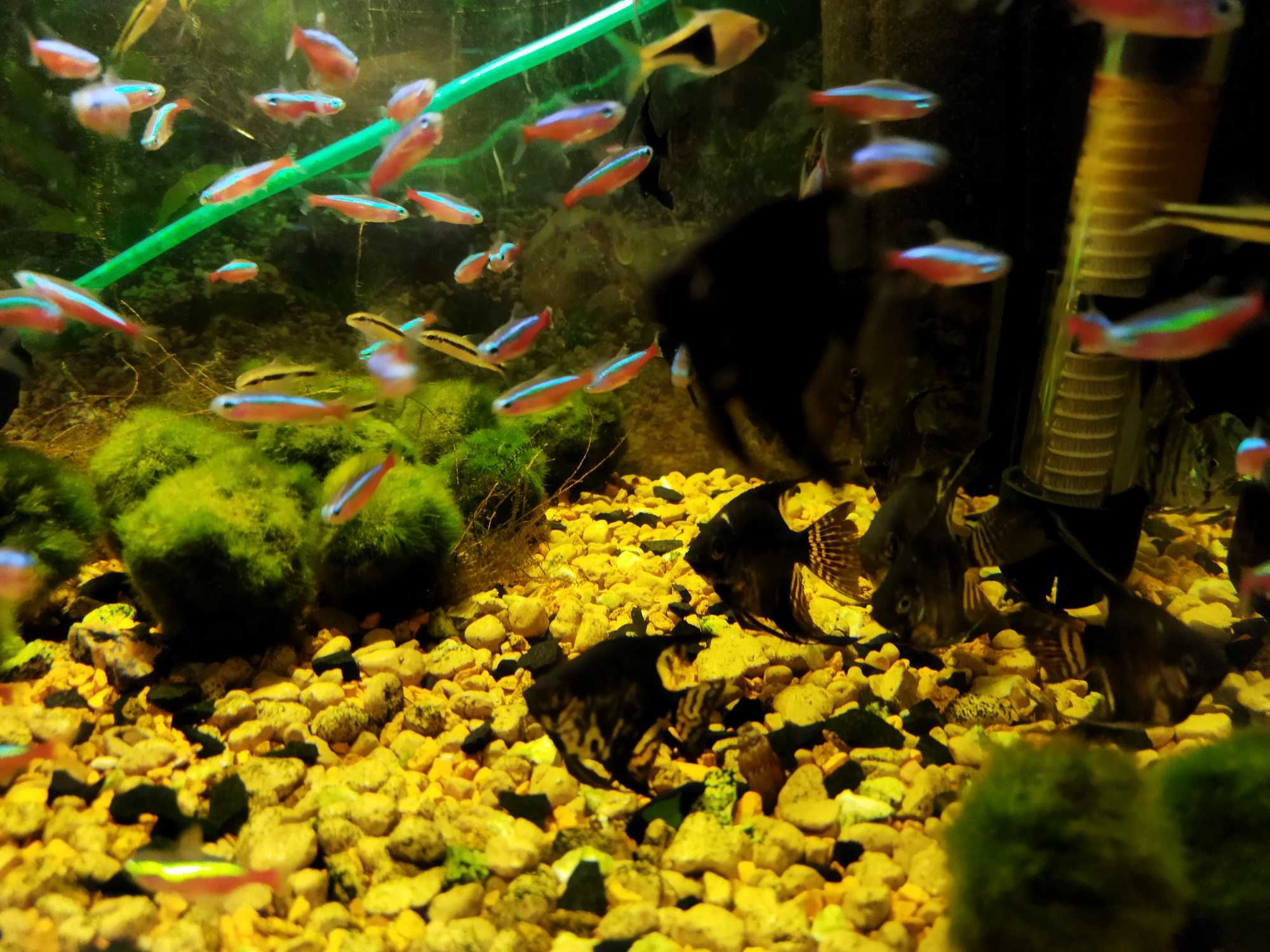 Різноманітні екзотичні акваріумні рибки для вашого акваріума