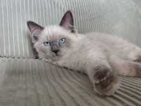 Kotka Ragdoll Gotowa do odbioru z Rodowodem