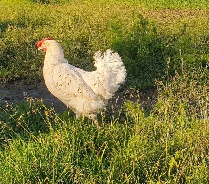 Kury nioski *transport Miechów