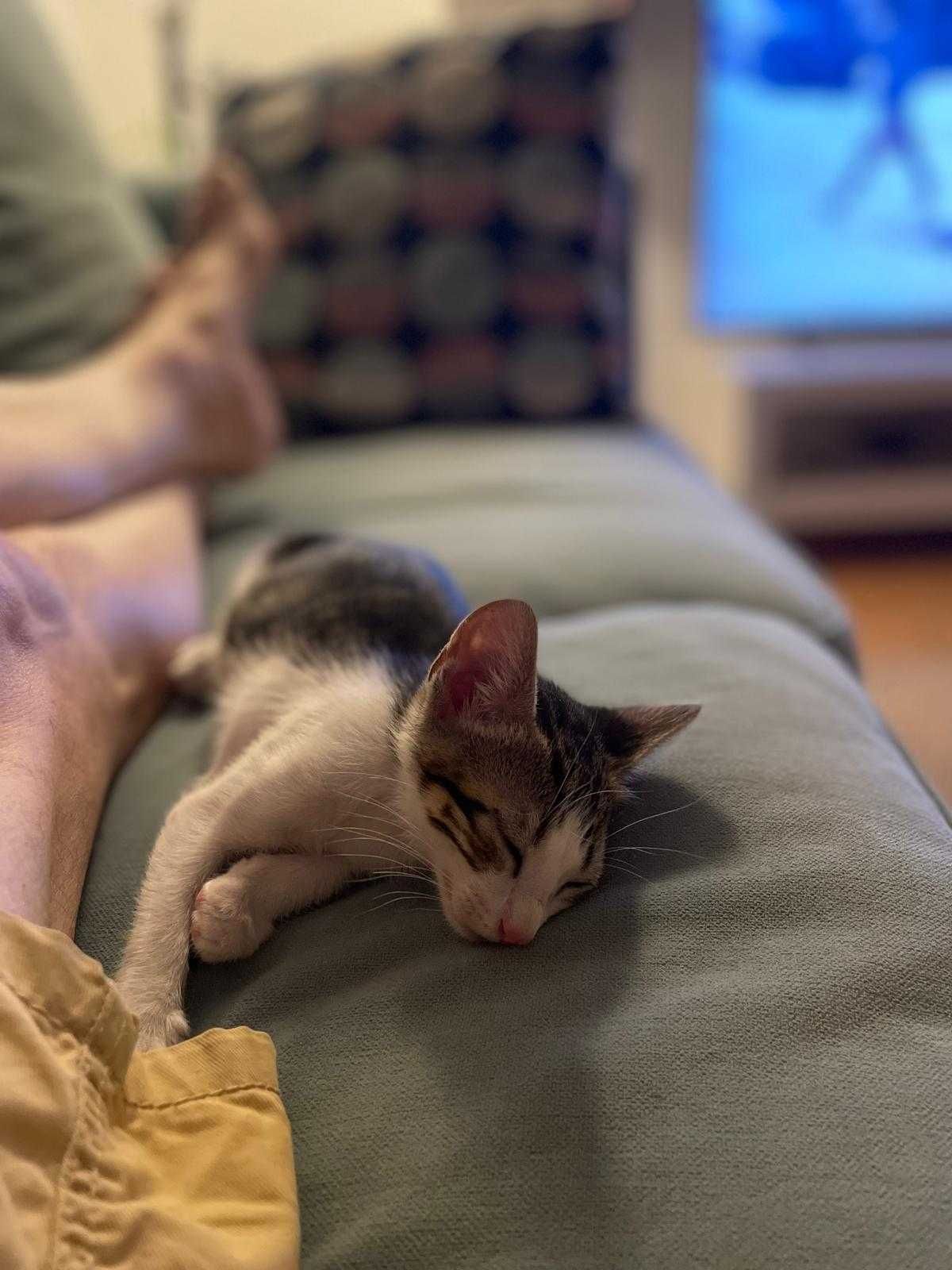 Gatinhas bebés para adoção consciente