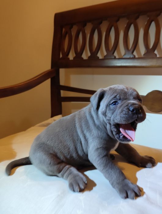 сірий красень з голубими очима