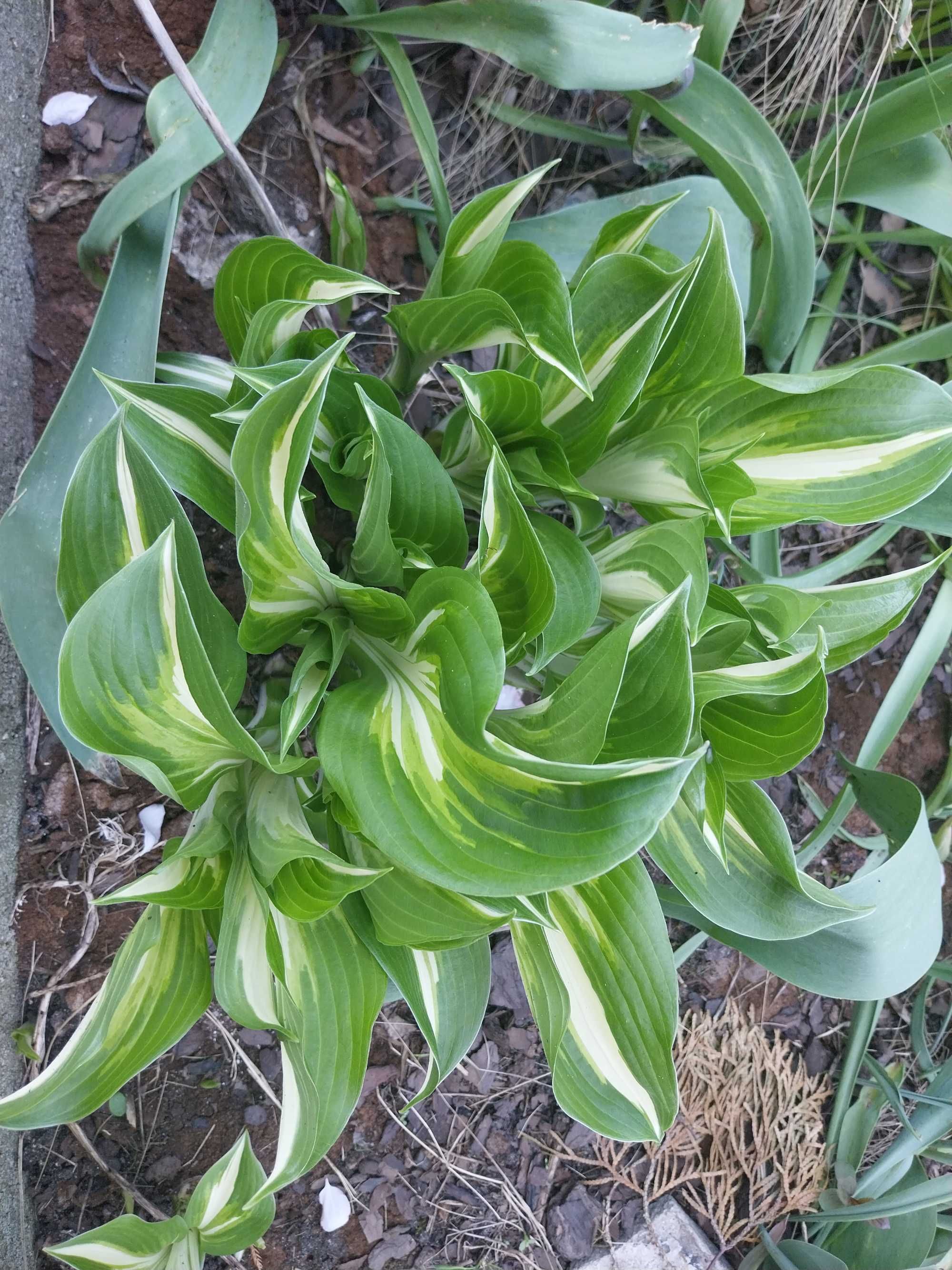 Funkia hosta 10 sadzonek