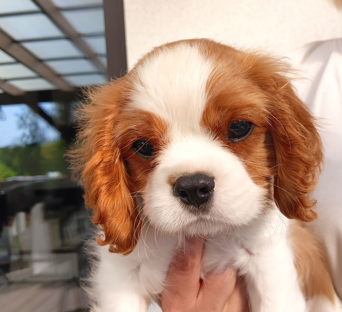 Cavalier King Charles Spaniel ZKwP