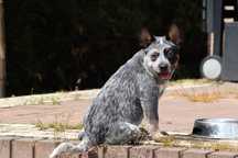 Piesek Australian Cattle Dog Zkwp