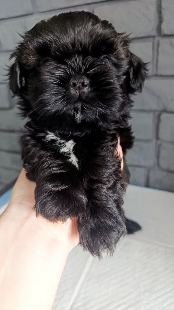 Shih tzu .Już do odbioru.