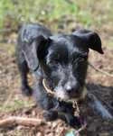 Walenty, mały, młody szorściak do adopcji