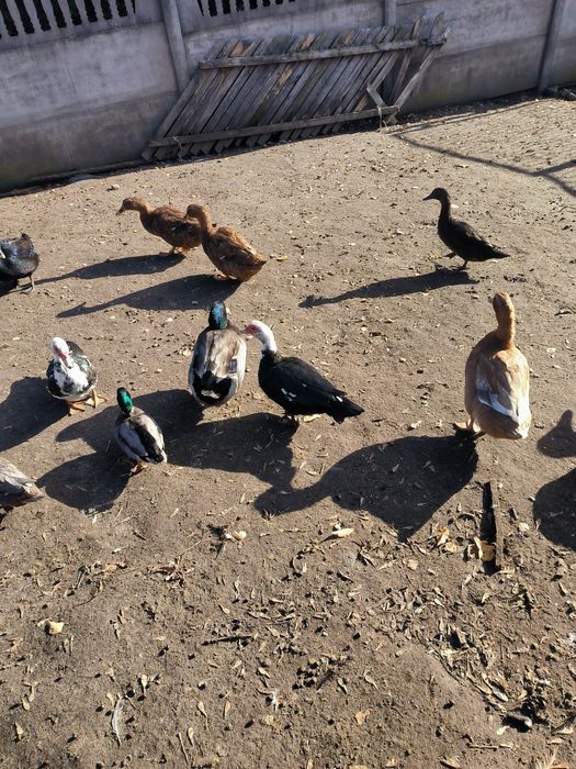 Drób ozdobny 25 rok