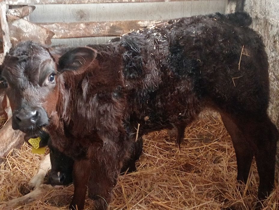 Byczek jałówki cielaki