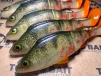 Guma Tomys Bait Okoń 13R Bloody Perch