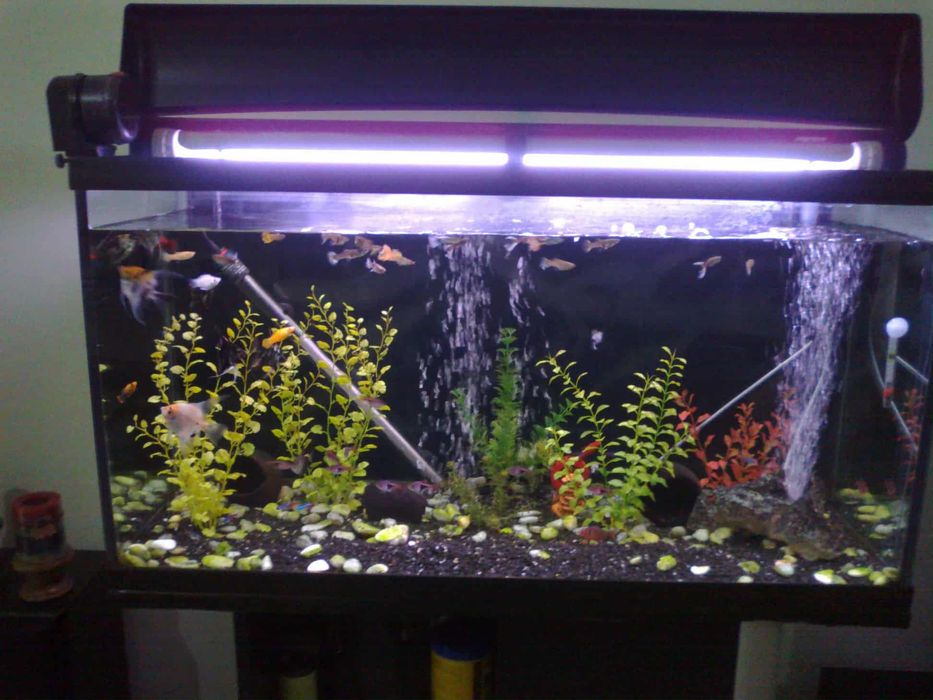 Aquário 200lt com móvel, filtro, iluminação e bombas