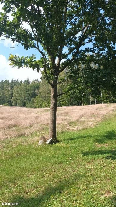 Działka rolna Mątki