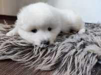Samoyed FCI / ZKwP samojed śnieżnobiały