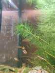 Razbora galaxy danio wchodowane u mnie