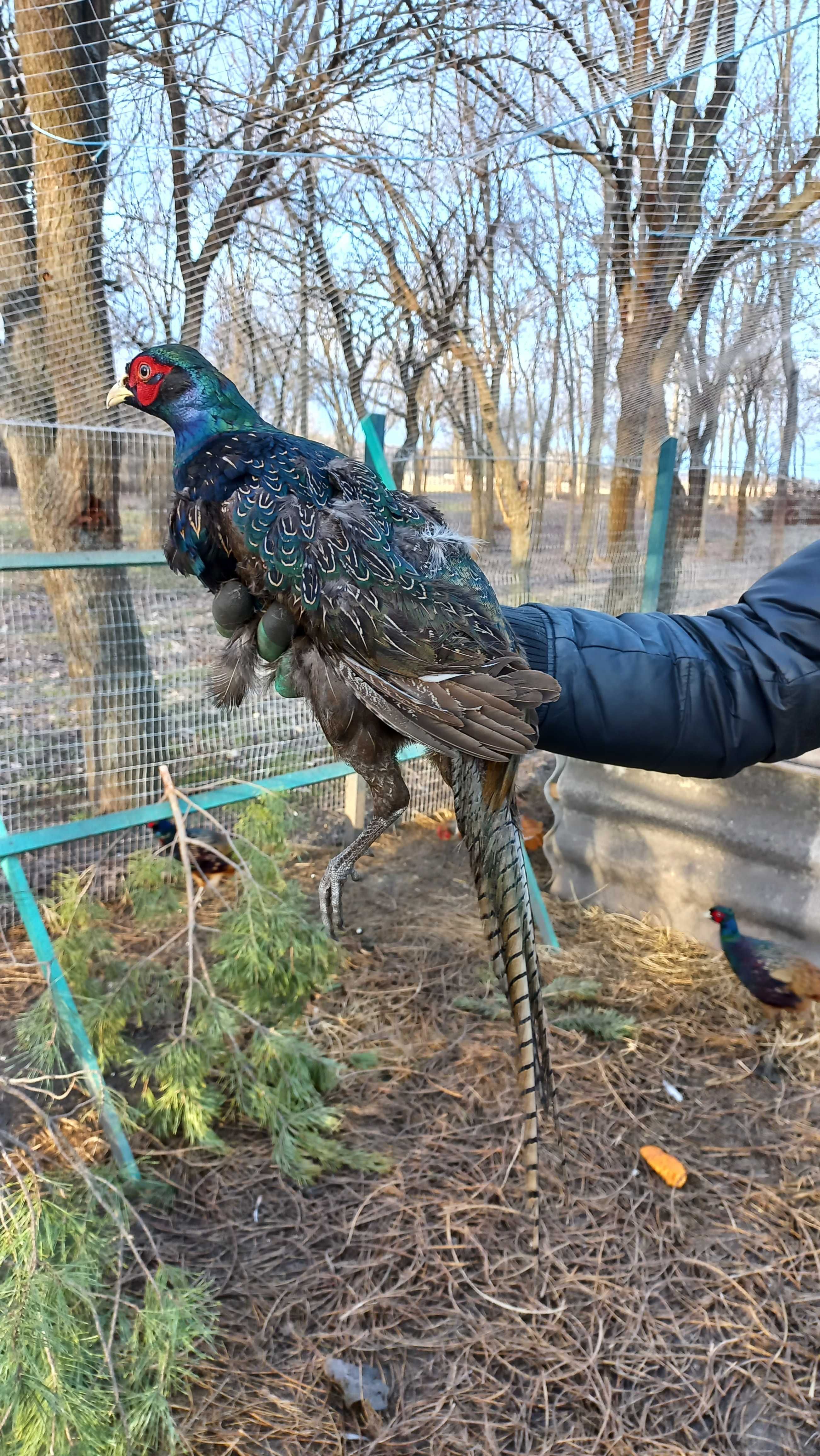 Продам фазанів (мисливський і румунський фазан)