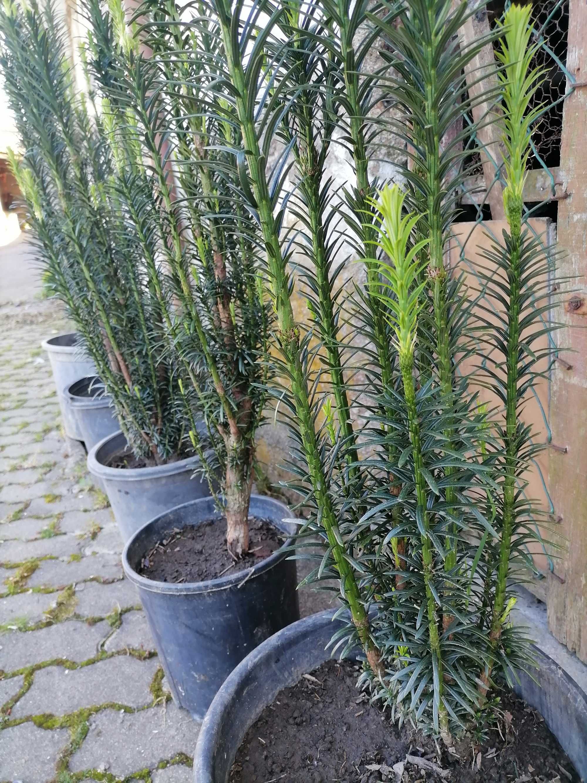 Cephalotaxus Fastigiata