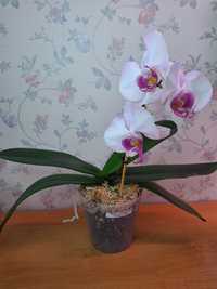Орхидея фаленопсис Моушен