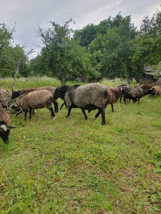 Вівці романівські (романовские овцы, баран , ягниця )