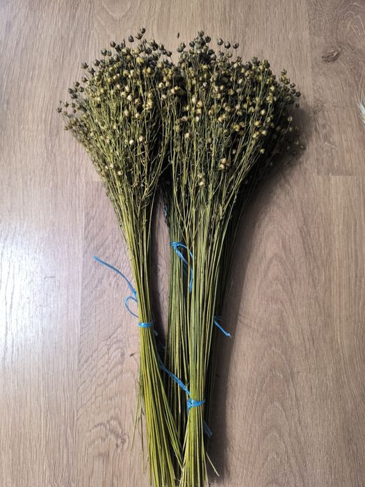 Колоски пшениці жита льон сухоцвіти для декору дідуха