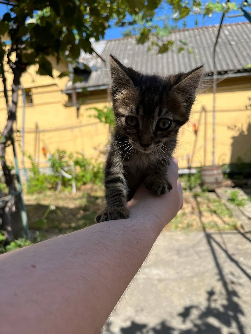 Віддаю котиків в добрі руки (3)