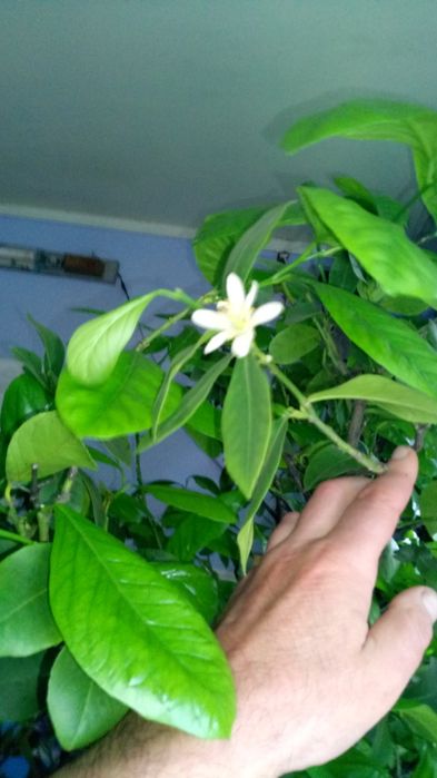 Продам великий лимон