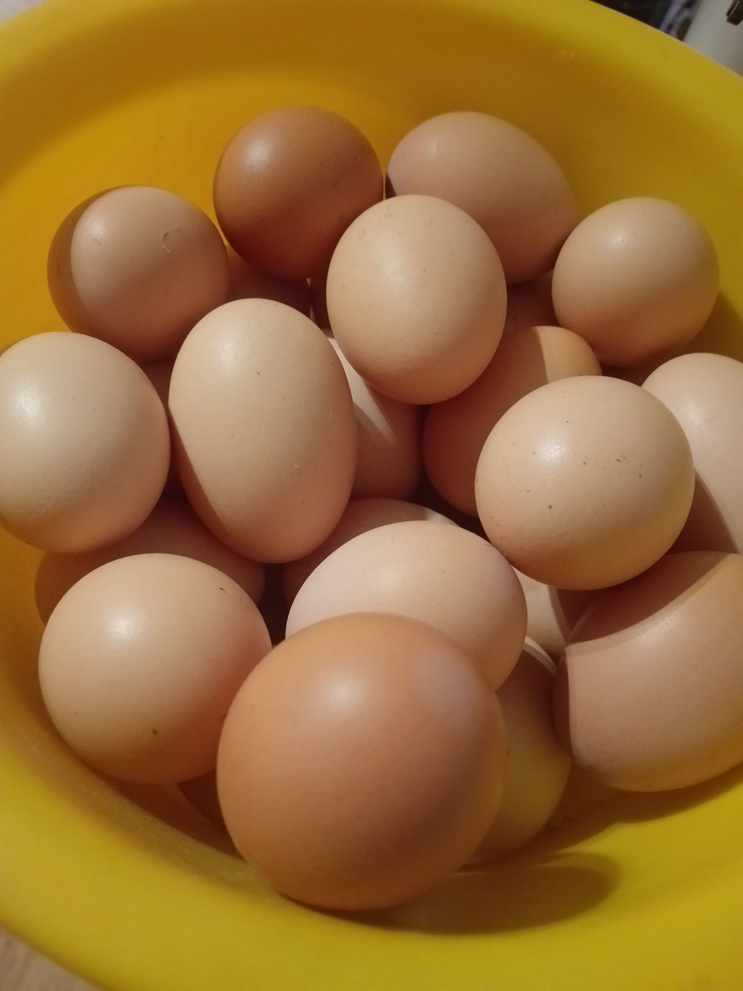 Продаємо домашні яйця