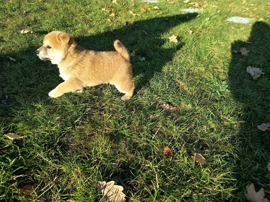 Szczenię shiba inu