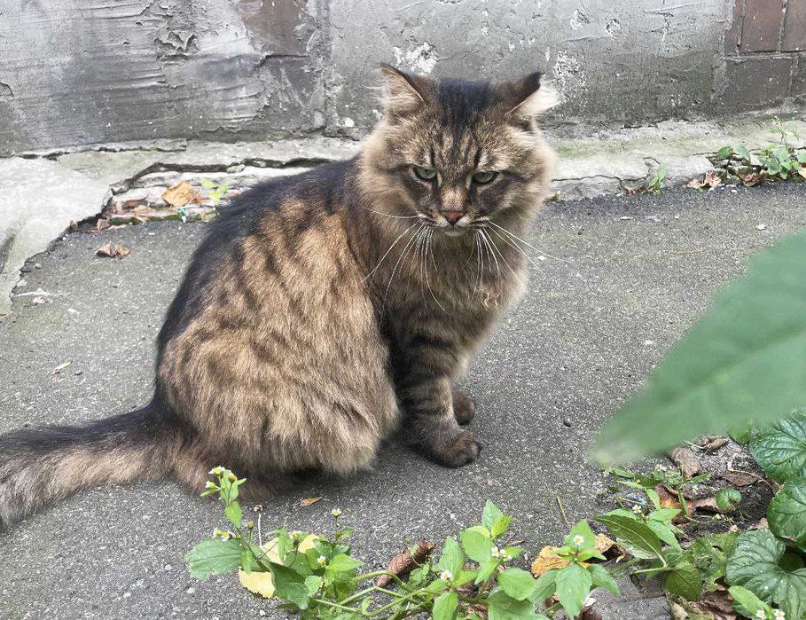 Марсель, 3р - казковий пухнастик з зеленими очима / кіт кішка кот