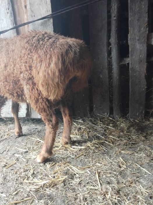 Продаж або обмін.