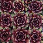 Rojnik 'Lacerta' Na skalniak, Duża rozeta (Sempervivum) P9