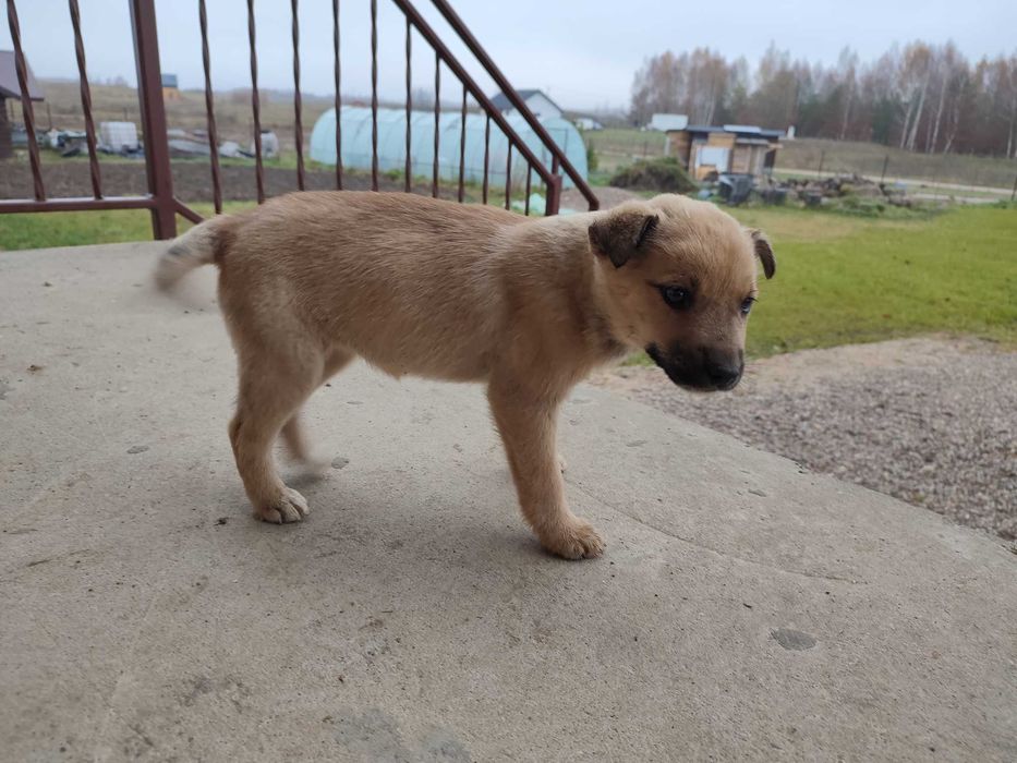 Oddam szczeniaki w dobre ręce