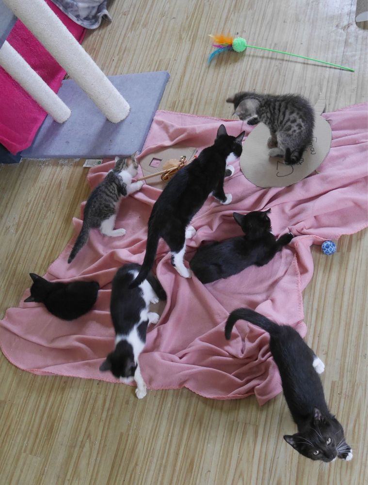Kociaki do pilnej adopcji