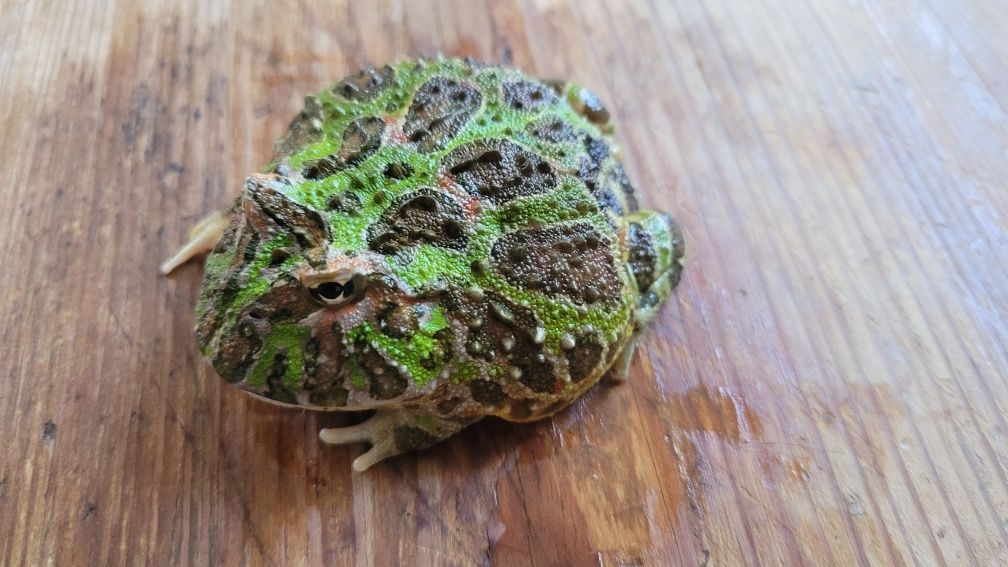 Żaba rogata OZDOBNA - Ceratophrys ORNATA