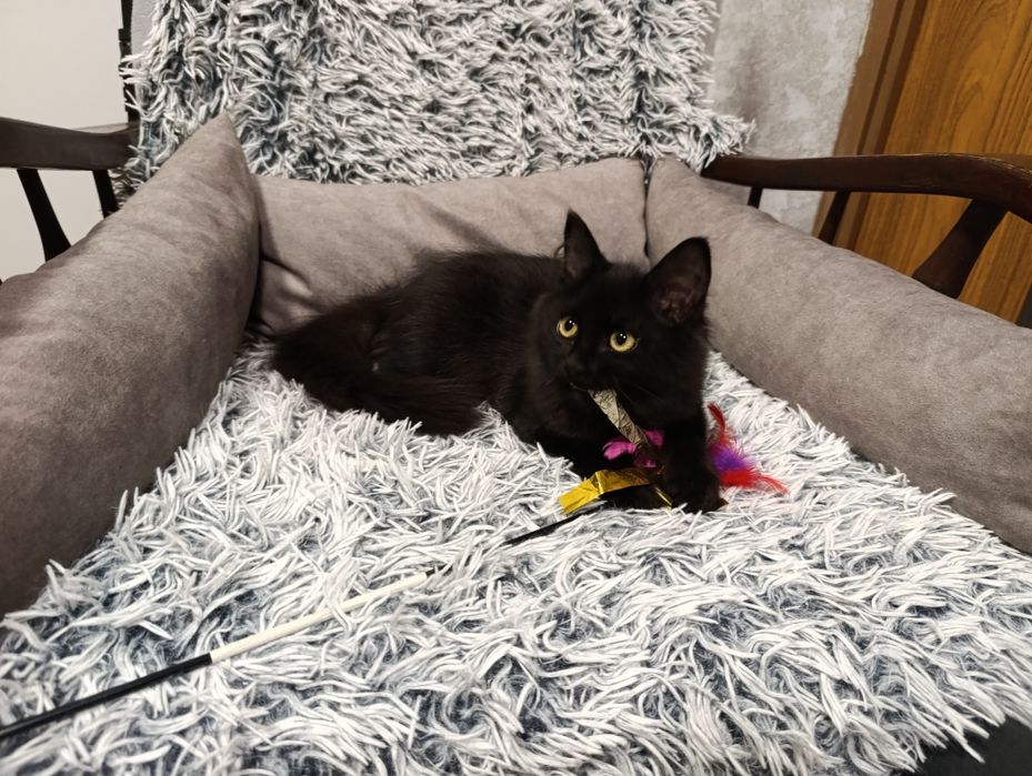 Czarny kot - kot syberyjski - czarny kocurek- rodowód