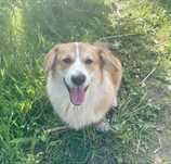 Welsh corgi pembroke