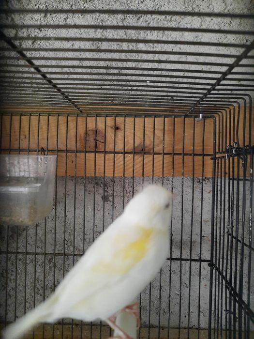 Canários novos 2025