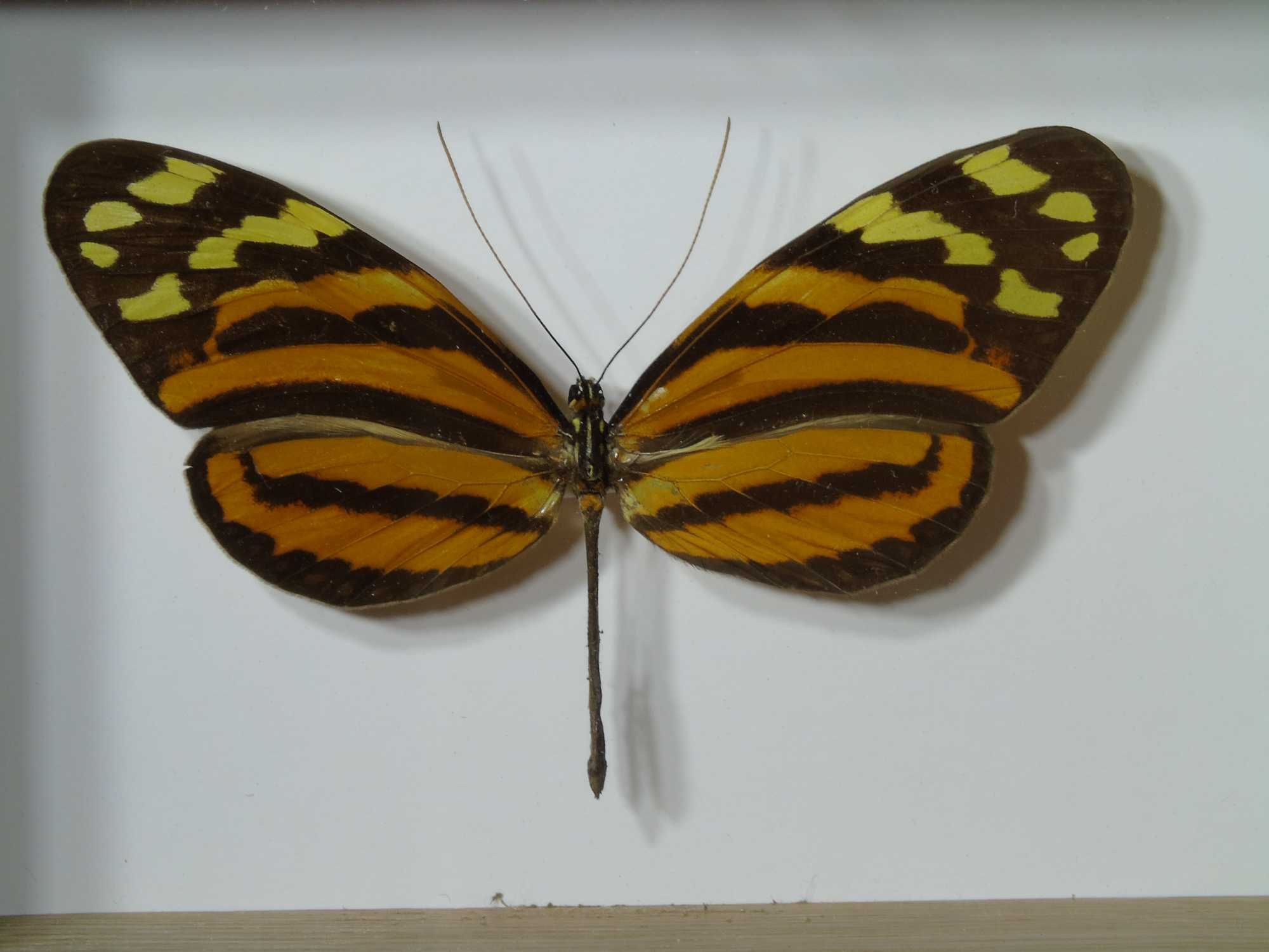 Motyl w ramce / gablotce 14x10cm . Heliconius ismenius - Meksyk .