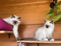 Ragdoll lynx, point FPL/Fife badania/milusie