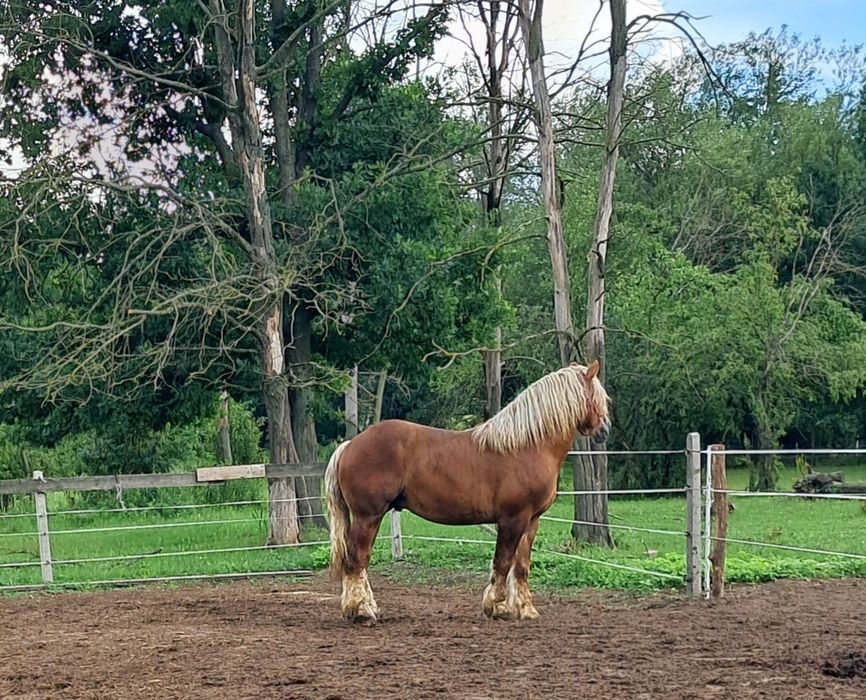 Sprzedam zamienię ogiera bez licencji